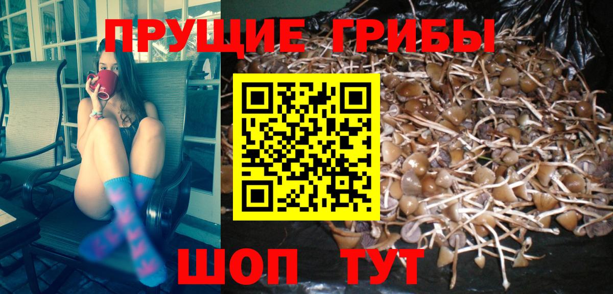 Краснодар  Псилоцибиновые грибы Psilocybe  Вход с VPN 